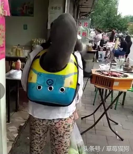 街上看見有人遛貓，貓咪還知道自己鑽進背包，太可愛了