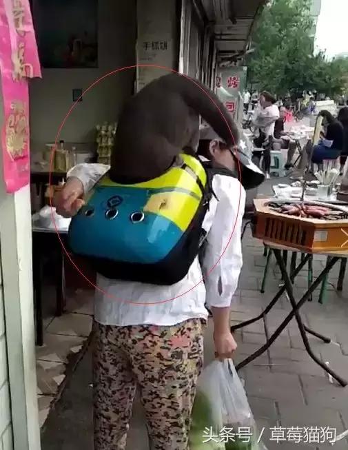 街上看見有人遛貓，貓咪還知道自己鑽進背包，太可愛了