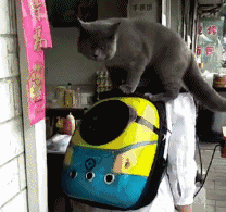 街上看見有人遛貓，貓咪還知道自己鑽進背包，太可愛了