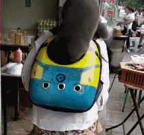 街上看見有人遛貓，貓咪還知道自己鑽進背包，太可愛了