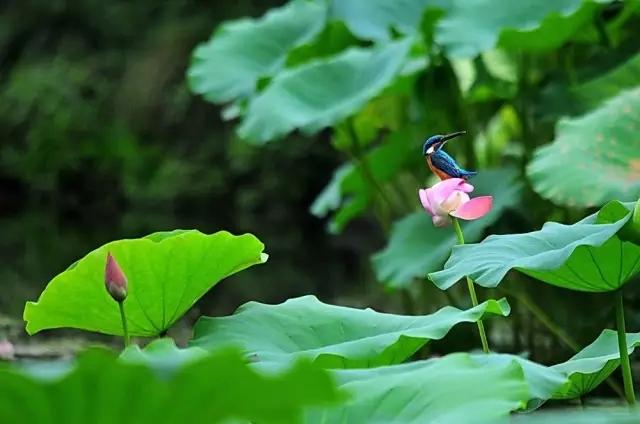 荷花翠鳥，太漂亮啦！