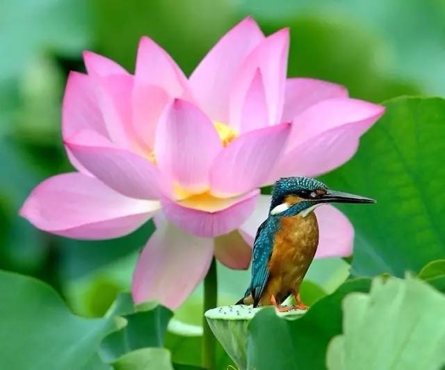 荷花翠鳥，太漂亮啦！