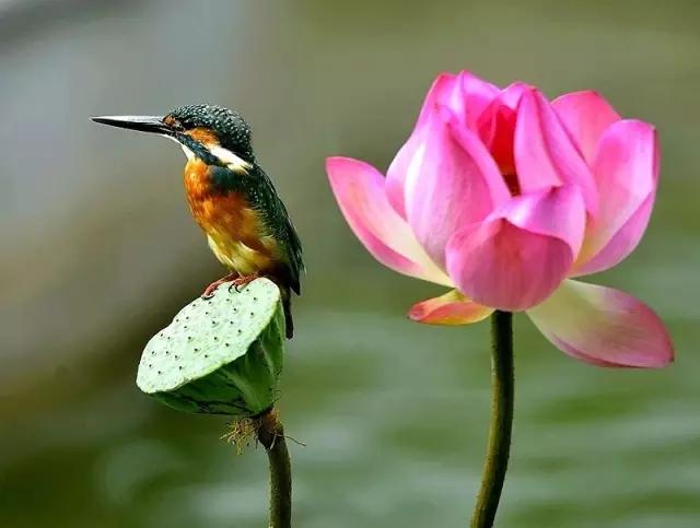 荷花翠鳥，太漂亮啦！