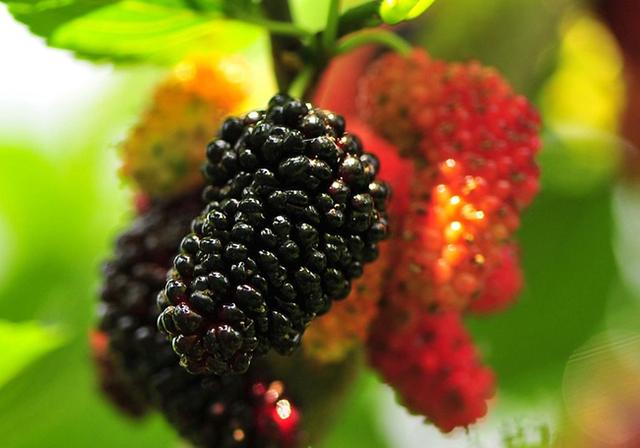 5種水果入腎經，常吃養腎補腎