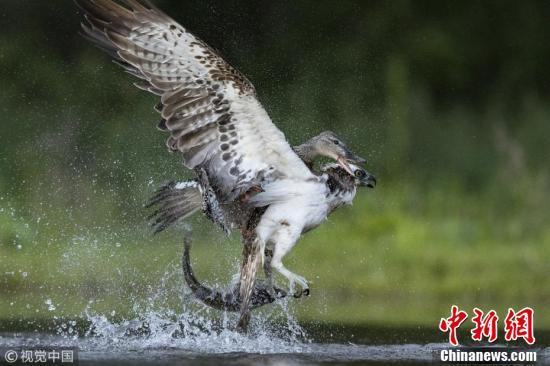 厲害了我的鴨！ 綠頭鴨欺上身魚鷹丟魚逃跑
