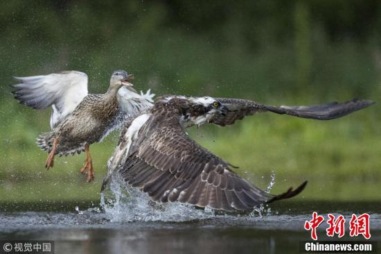 厲害了我的鴨！ 綠頭鴨欺上身魚鷹丟魚逃跑