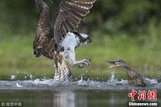 厲害了我的鴨！ 綠頭鴨欺上身魚鷹丟魚逃跑