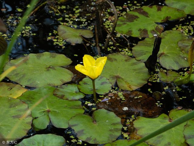 過去餵豬的水生菜，現在人們搶著吃，北方也可種，一年能採收四次