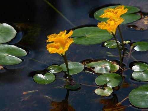 過去餵豬的水生菜，現在人們搶著吃，北方也可種，一年能採收四次