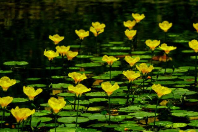過去餵豬的水生菜，現在人們搶著吃，北方也可種，一年能採收四次