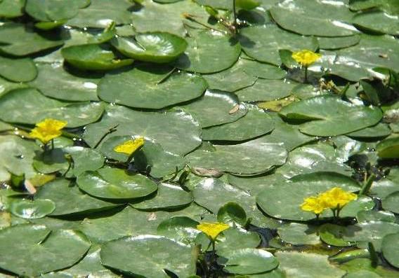 過去餵豬的水生菜，現在人們搶著吃，北方也可種，一年能採收四次
