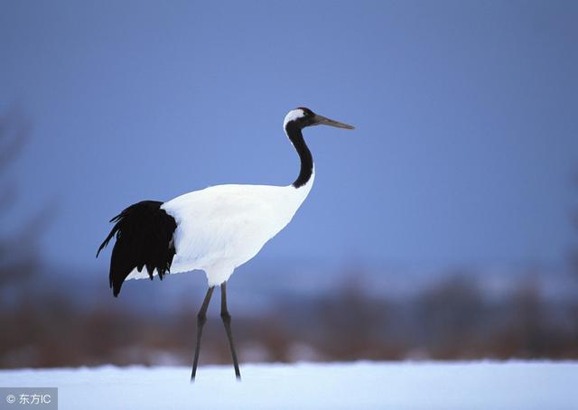 懂得讓步，知道低頭，才是真本事！