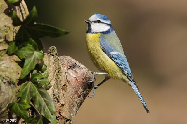 懂得讓步，知道低頭，才是真本事！