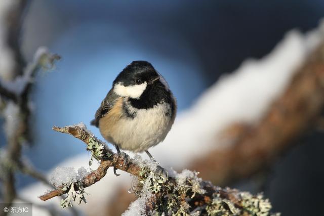 懂得讓步，知道低頭，才是真本事！