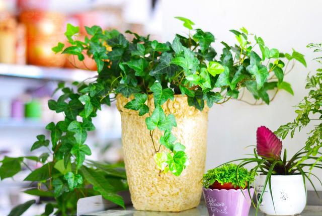 衛生間裡面味？ 那就養這幾種植物，既耐陰又可以祛味！