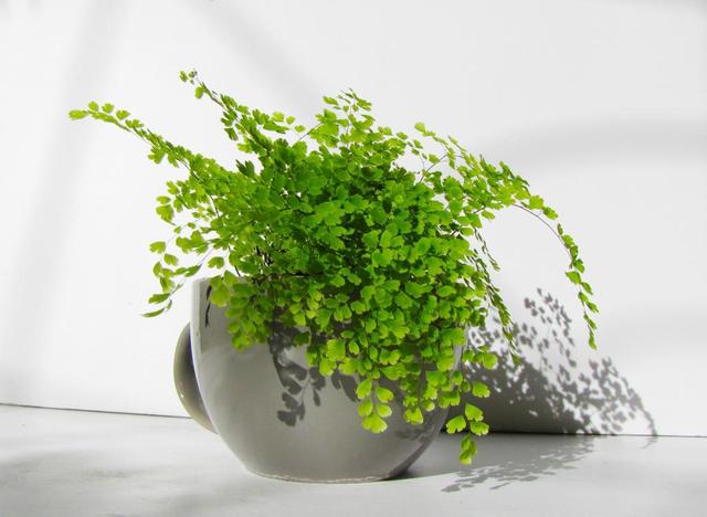 衛生間裡面味？ 那就養這幾種植物，既耐陰又可以祛味！