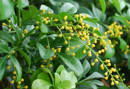 米蘭花怎麼養米蘭花可以放在臥室裡嗎