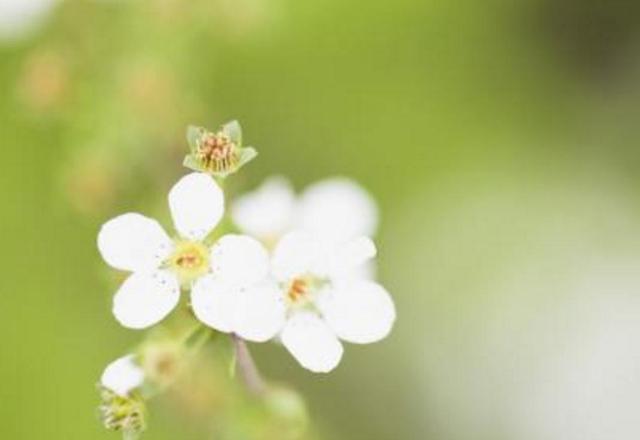 有一種修養叫：你若安好，我不打擾