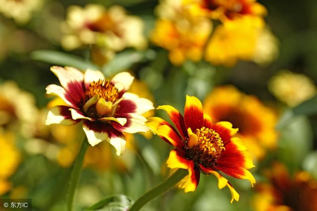 如果無可選擇，那就欣然接受