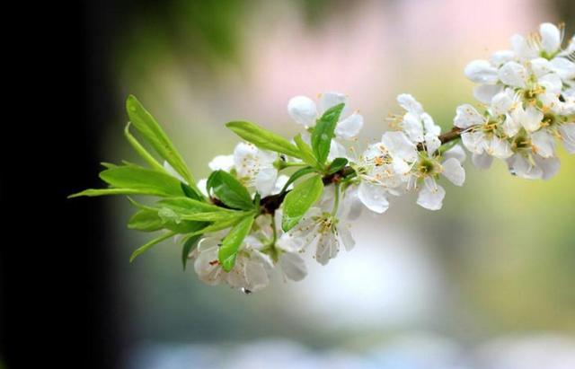 有一種修養叫：你若安好，我不打擾