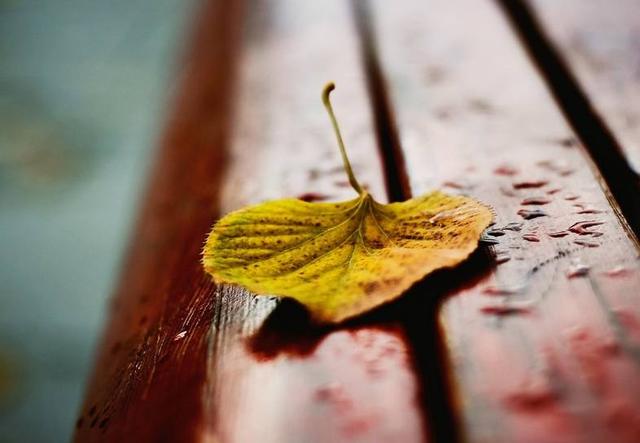 真情不僅是陪伴，更會住進你心裡的星座