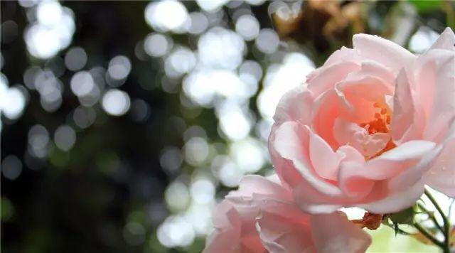 珍惜那個為你放下脾氣的人