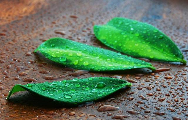 感情升溫很快，降溫也很快的星座