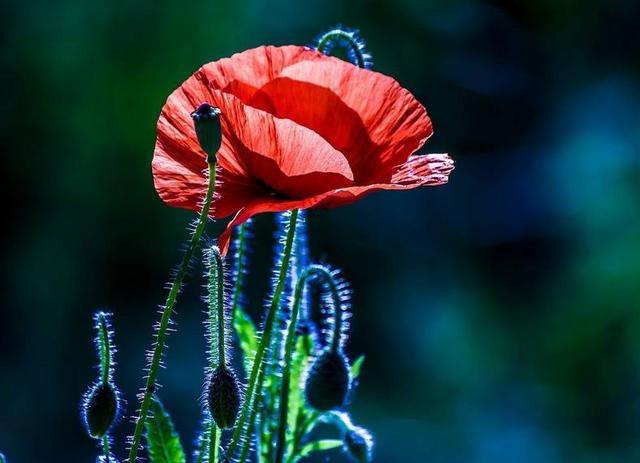 感情升溫很快，降溫也很快的星座