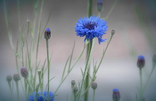 感情升溫很快，降溫也很快的星座