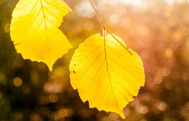 感情升溫很快，降溫也很快的星座