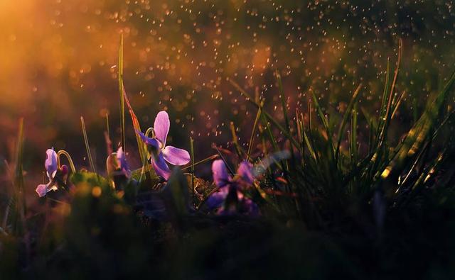 感情升溫很快，降溫也很快的星座