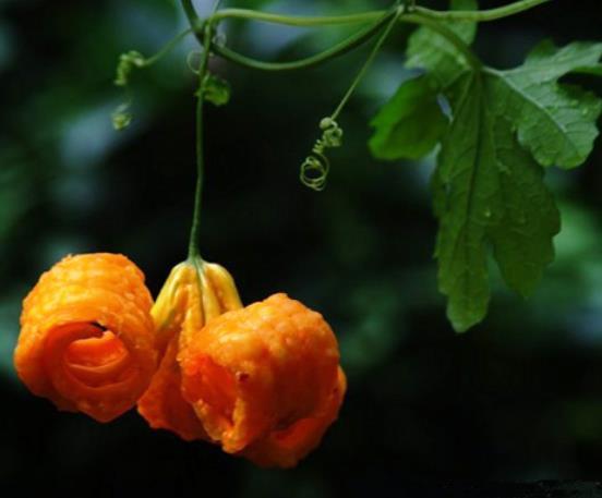 做人簡單，往往是大智之人