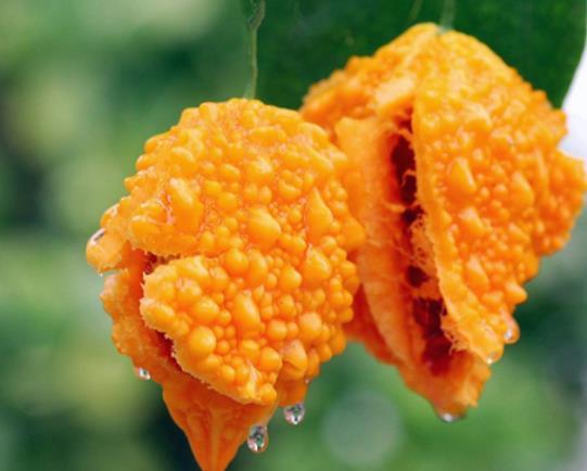 做人簡單，往往是大智之人