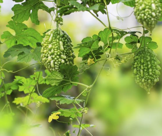 做人簡單，往往是大智之人