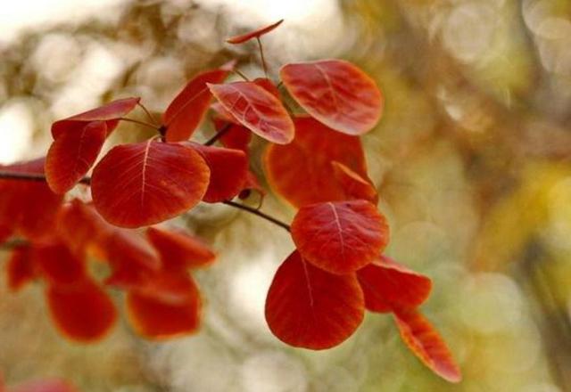 當你老了，誰將是你身邊最重要的那個人？ （感悟美文）