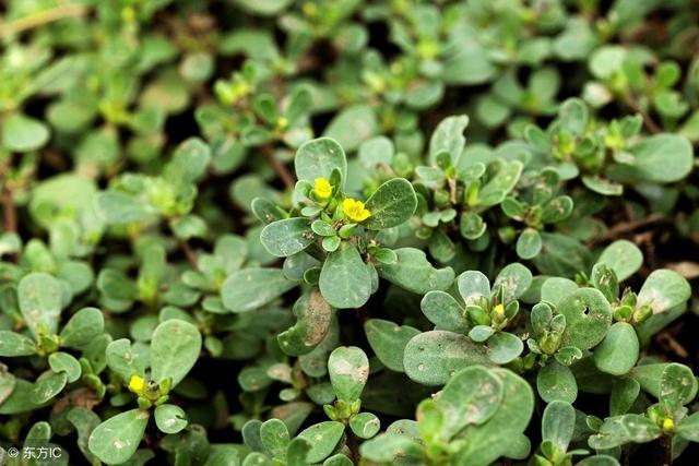 藥補不如食補，蔬菜也是補藥，日常蔬菜功效一覽表