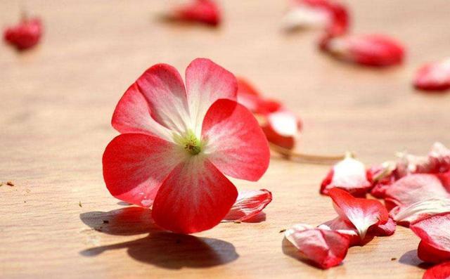 餘生，淡淡地活