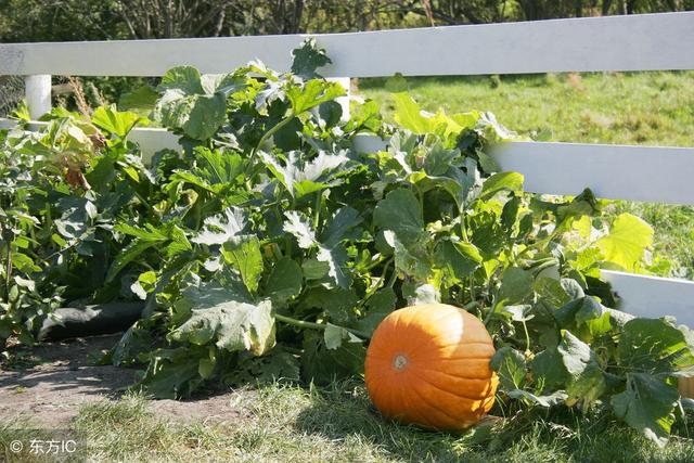 常被人扔掉的南瓜藤，對身體十分有益