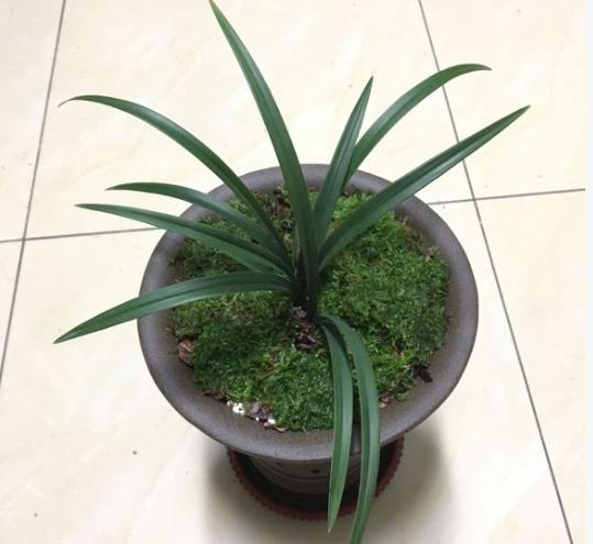 蘭花就要這樣養，不僅葉子變得綠油油，花芽也不停往外冒！