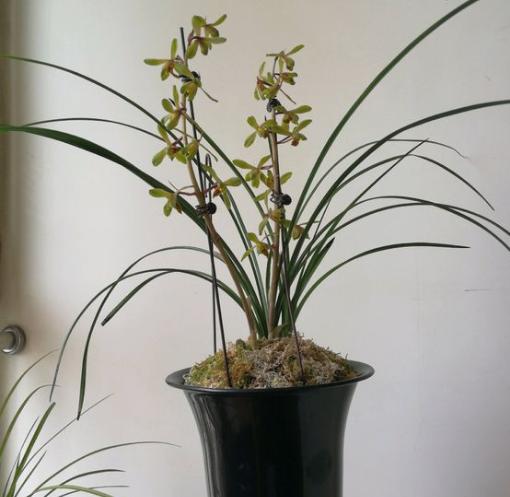 蘭花就要這樣養，不僅葉子變得綠油油，花芽也不停往外冒！