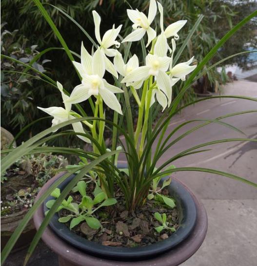 蘭花就要這樣養，不僅葉子變得綠油油，花芽也不停往外冒！