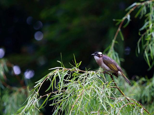 把善良，留給最懂你的人