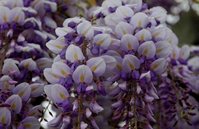 吃過苦的人，往往不愛說話