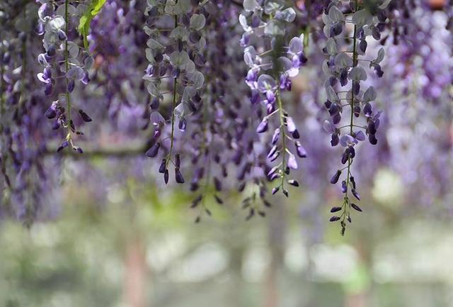 吃過苦的人，往往不愛說話