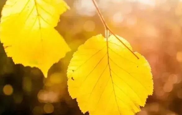 人窮莫交友，落難別尋親（句句戳中人心）