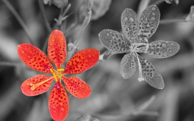 單身不是無人愛，只是無心再愛人的星座