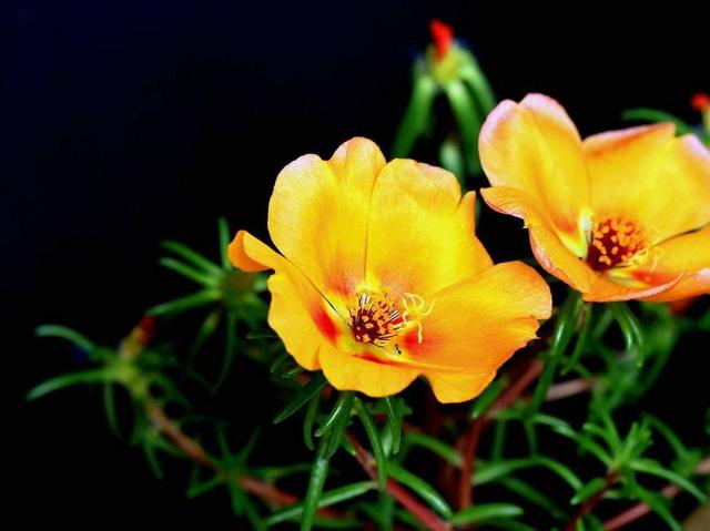 一個人在最難的時候，要懂得“傻”一點