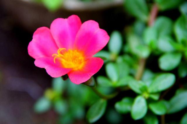 一個人在最難的時候，要懂得“傻”一點