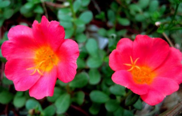 一個人在最難的時候，要懂得“傻”一點