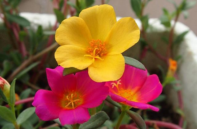 一個人在最難的時候，要懂得“傻”一點